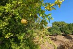 Thumbnail 8 of Finca for sale in Denia / Spain #59042