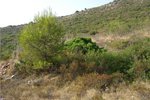 Thumbnail 5 of Building plot for sale in Pedreguer / Spain #47049