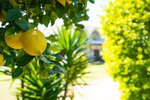 Thumbnail 51 of Villa for sale in Denia / Spain #59930