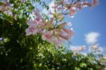 Thumbnail 33 of Villa for sale in Javea / Spain #60569