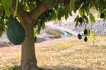 Thumbnail 12 of Finca for sale in Orba / Spain #62228