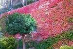 Thumbnail 8 of Finca for sale in Calpe / Spain #58348