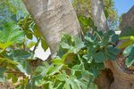 Thumbnail 73 of Villa for sale in Javea / Spain #59301