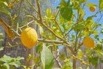 Thumbnail 71 of Villa for sale in Javea / Spain #59301