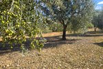Thumbnail 13 of Finca for sale in Orba / Spain #62228