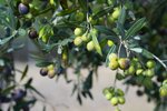 Thumbnail 11 of Finca for sale in Orba / Spain #62228
