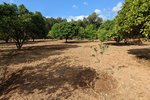 Thumbnail 1 of Finca for sale in Denia / Spain #59042