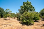 Thumbnail 33 of Finca for sale in Javea / Spain #62257