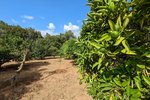 Thumbnail 4 of Finca for sale in Denia / Spain #59042