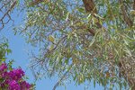Thumbnail 72 of Villa for sale in Javea / Spain #59301