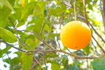 Thumbnail 38 of Villa for sale in Javea / Spain #59672