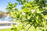 Thumbnail 50 of Villa for sale in Denia / Spain #59930