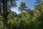 Thumbnail 12 of Building plot for sale in Javea / Spain #59037
