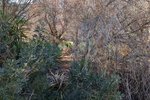Thumbnail 7 of Building plot for sale in Denia / Spain #59338