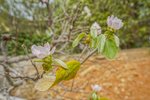 Thumbnail 50 of Villa for sale in Javea / Spain #59895