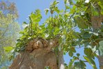 Thumbnail 74 of Villa for sale in Javea / Spain #59301