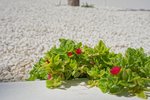 Thumbnail 21 of Villa for sale in Moraira / Spain #59174