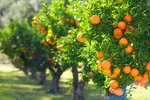 Thumbnail 15 of Finca for sale in Orba / Spain #62228