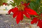 Thumbnail 52 of Villa for sale in Benissa / Spain #59663
