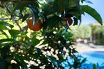 Thumbnail 37 of Villa for sale in Javea / Spain #61489