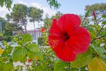 Thumbnail 119 of Villa for sale in Denia / Spain #59294
