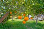 Thumbnail 32 of Villa for sale in Benissa / Spain #59663