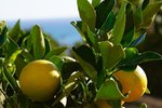 Thumbnail 56 of Villa for sale in Javea / Spain #59141